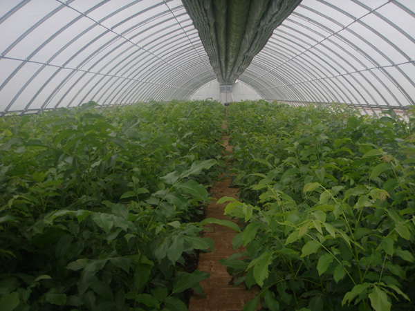 ���幰���չ������߲˴��﹤��